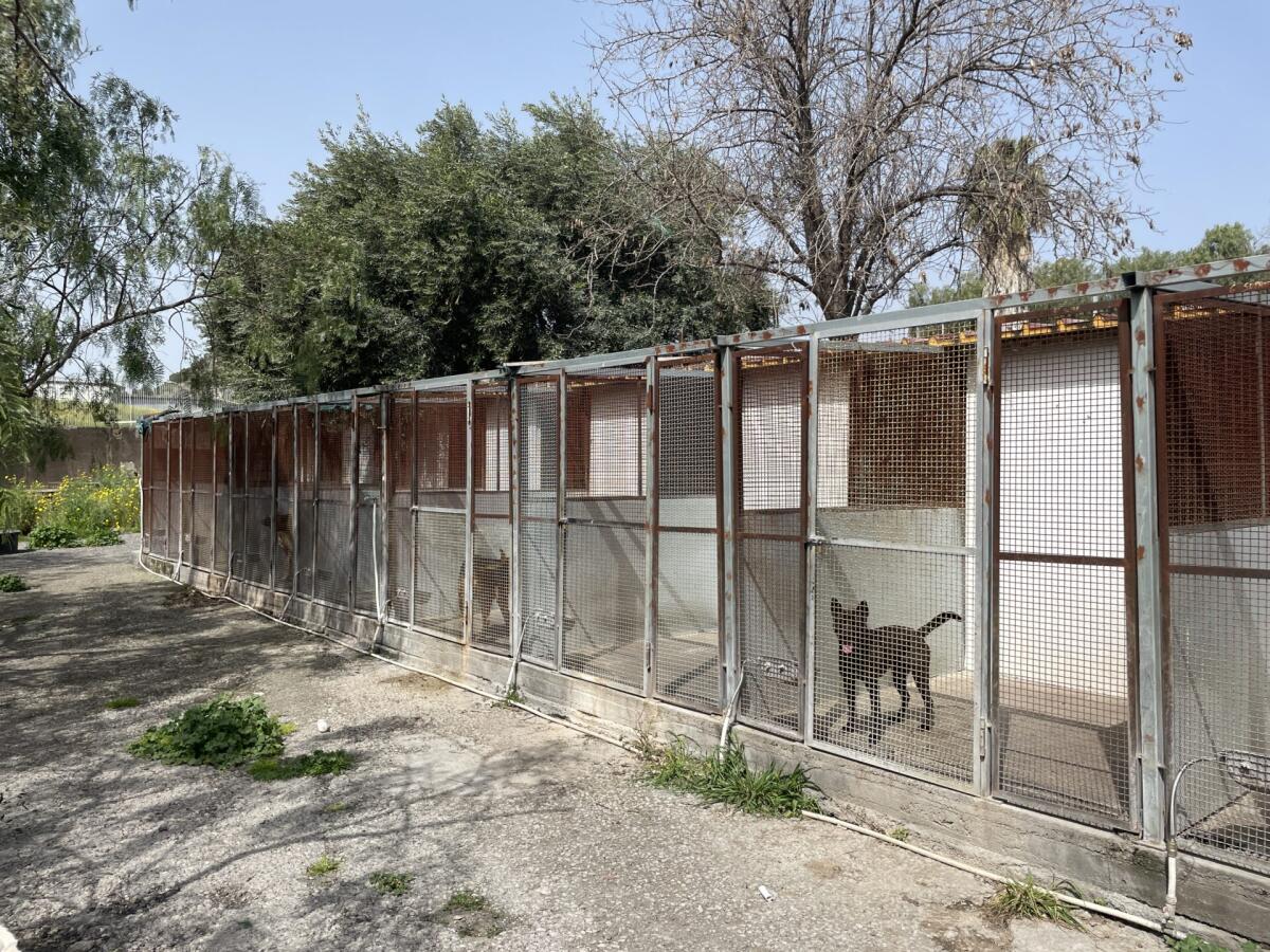 PATERNO', RANDAGISMO: L'ASSESSORE COLUCCIO DISPONE LA CHIUSURA TEMPORANEA DEL RIFUGIO PROVVISORIO PER REGOLARIZZARE LA STRUTTURA - 