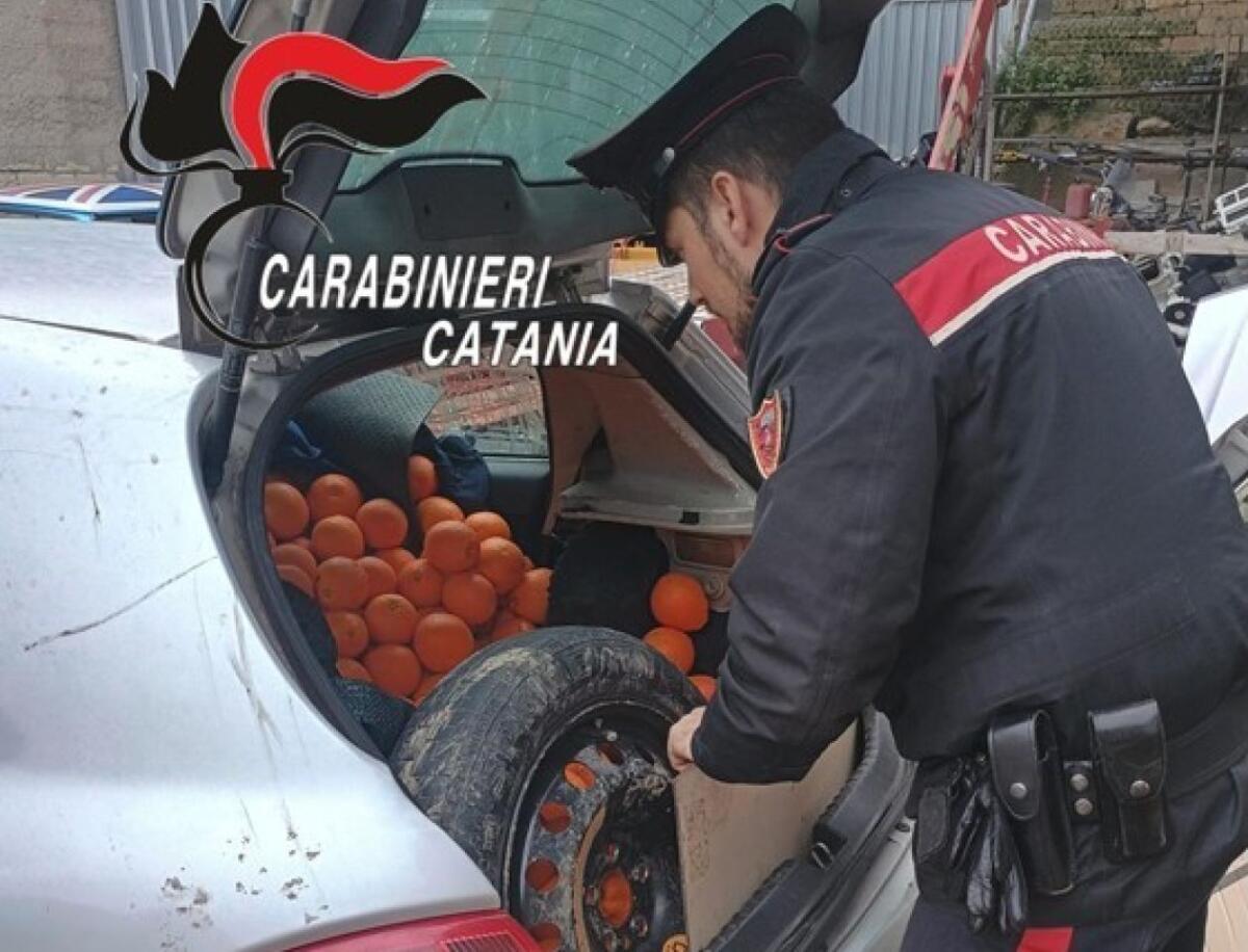 RAMACCA, LADRO TENTA LA FUGA CON 7000 CHILI DI ARANCE RUBATE - 