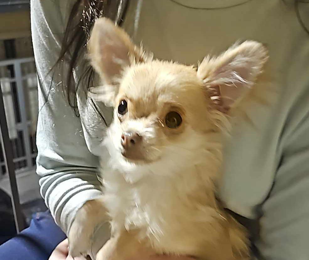 SOS ANIMALI . CAGNOLINO RITROVATO IN ZONA VIA TAORMINA: AIUTIAMOLO A TROVARE IL SUO PADRONE