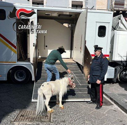CATANIA, CAVALLI IN CONDIZIONI CRITICHE IN UNA STALLA ABUSIVA: DENUNCIATO UN 36ENNE