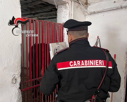 CATANIA, CAVALLI IN CONDIZIONI CRITICHE IN UNA STALLA ABUSIVA: DENUNCIATO UN 36ENNE