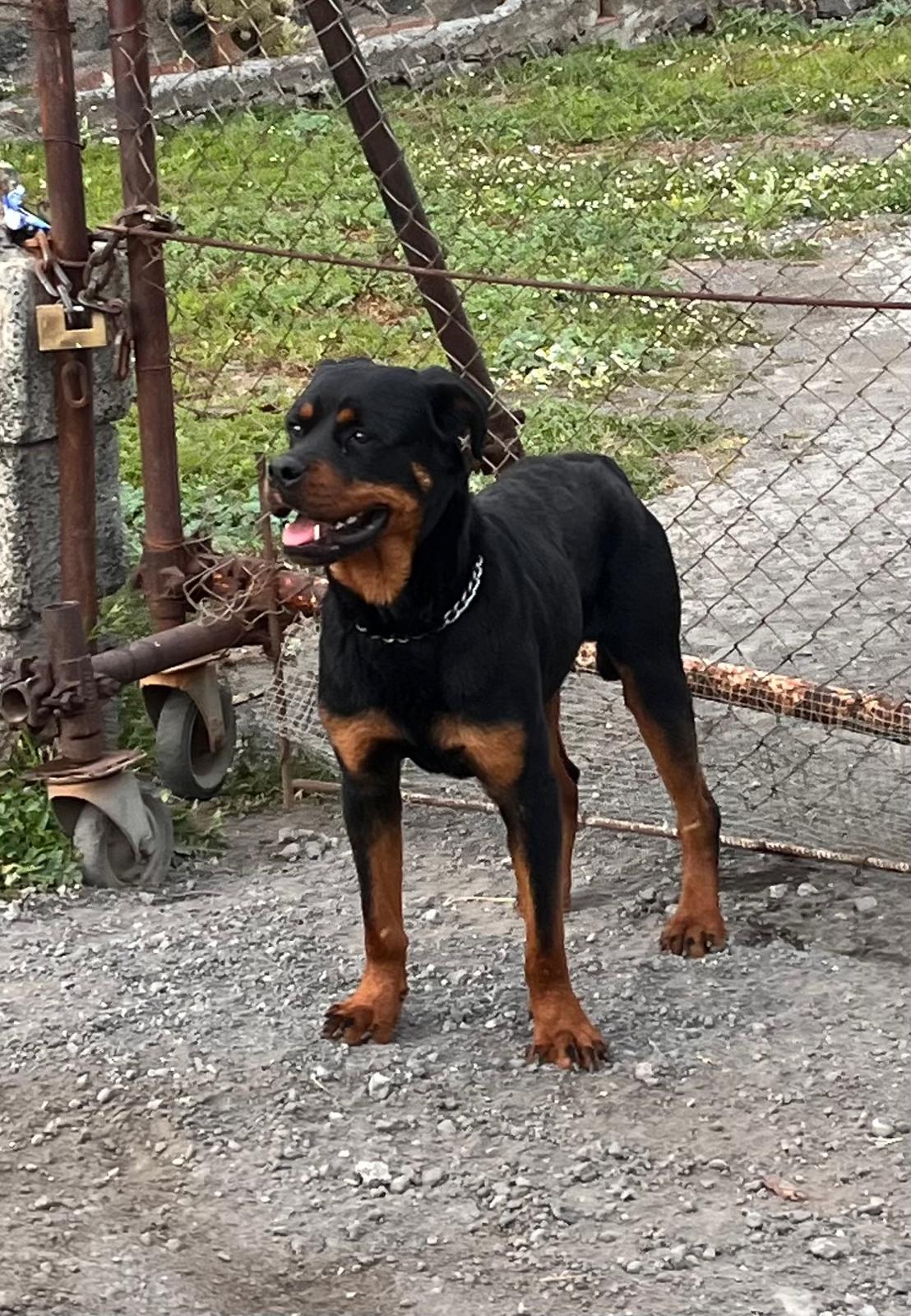 SOS ANIMALI: CUCCIOLO DI ROTTWEILER IN PERICOLO SULLA EX STATALE 121