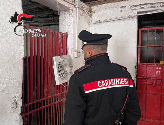 CATANIA, CAVALLI IN CONDIZIONI CRITICHE IN UNA STALLA ABUSIVA: DENUNCIATO UN 36ENNE