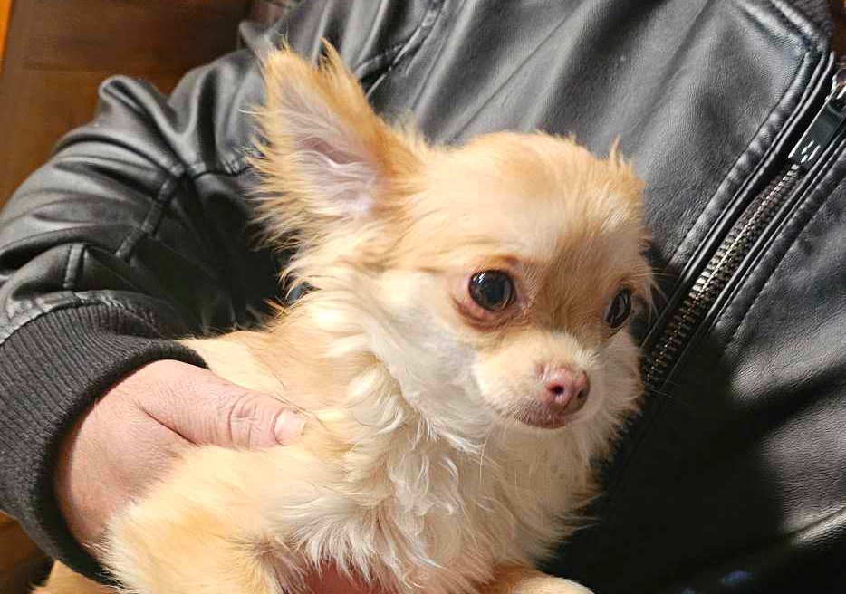 SOS ANIMALI . CAGNOLINO RITROVATO IN ZONA VIA TAORMINA: AIUTIAMOLO A TROVARE IL SUO PADRONE