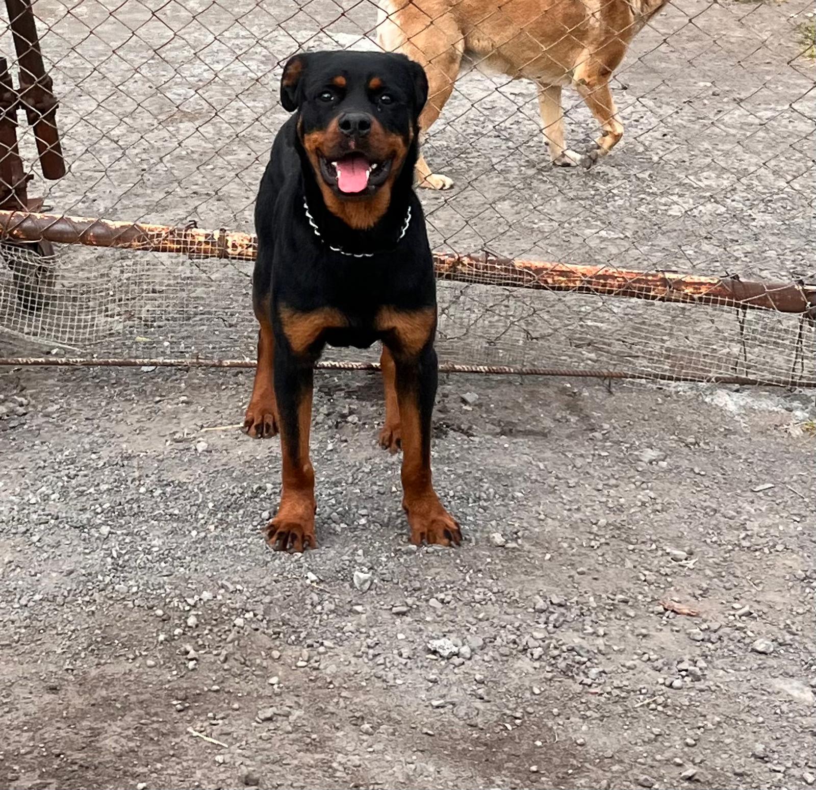 SOS ANIMALI: CUCCIOLO DI ROTTWEILER IN PERICOLO SULLA EX STATALE 121