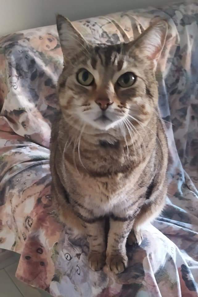 PATERNO'. DISPERATO APPELLO PER TITTY: OFFRESI RICOMPENSA PER IL SUO RITROVAMENTO