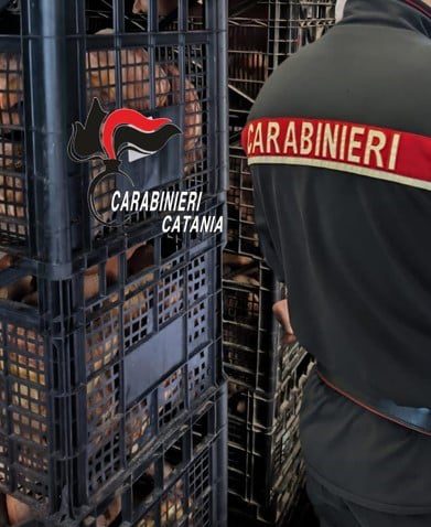 ACI SANT’ANTONIO, PANIFICIO NEI GUAI: ESCREMENTI DI TOPI E CIBO CONTAMINATO, SCATTANO I SIGILLI E UNA MAXI MULTA