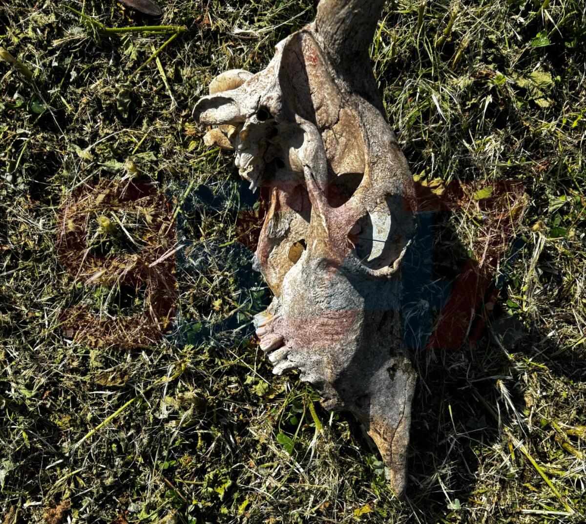 STRANO RITROVAMENTO A PATERNÒ: UN TESCHIO DI ANIMALE VICINO ALLA CHIESA DI CRISTO AL MONTE - 