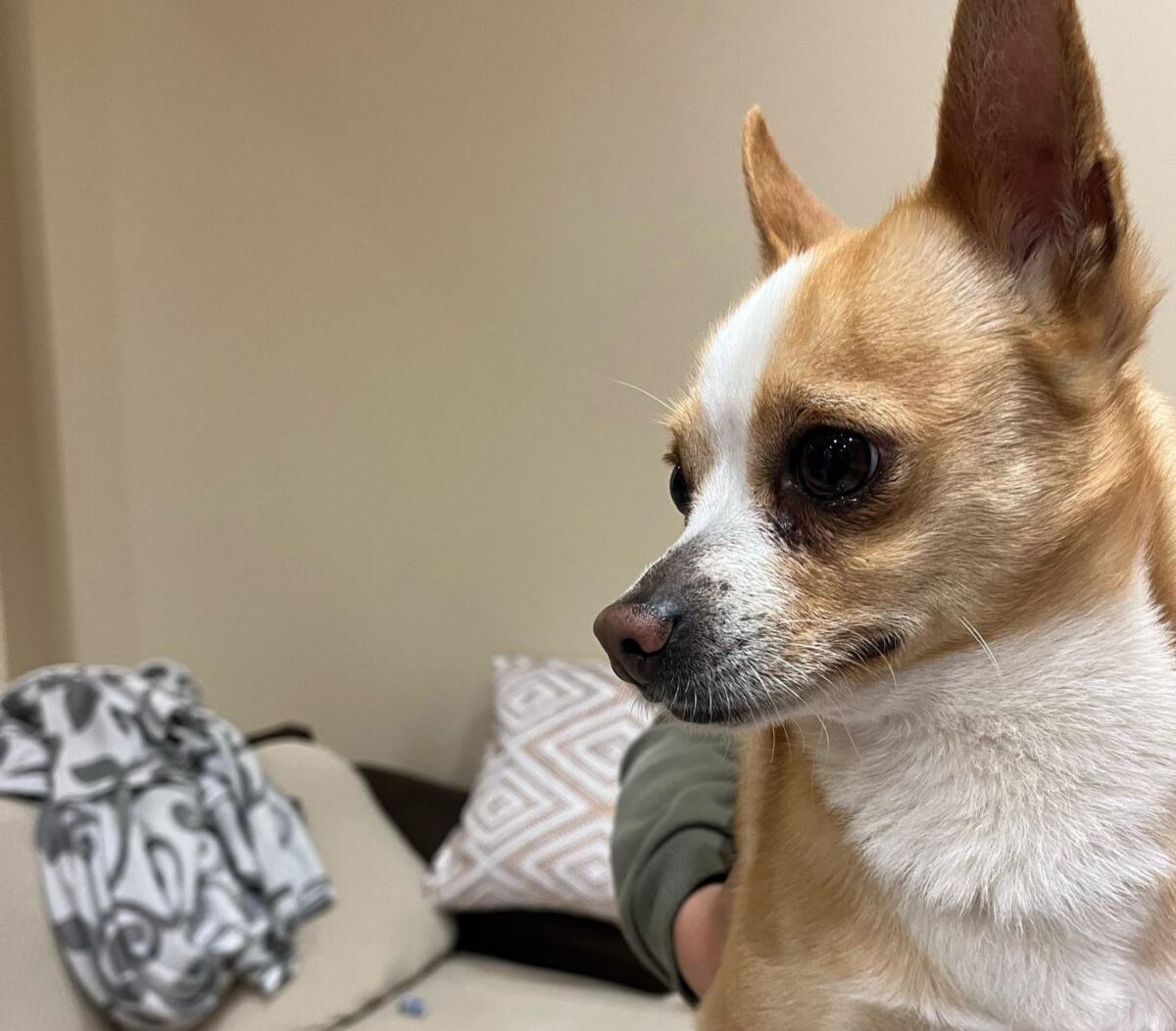 Cagnolino smarrito a Paternò: appello per ritrovare la sua famiglia - 