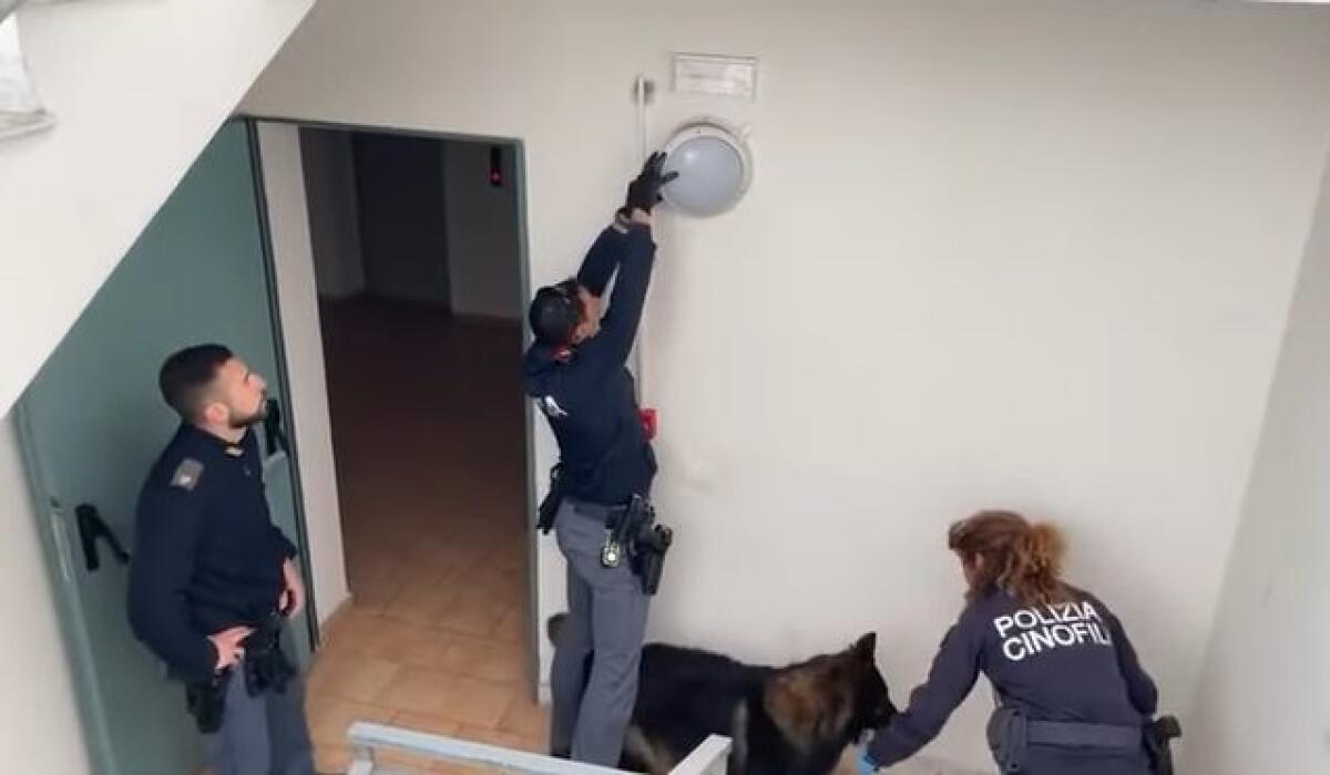 CATANIA. BLITZ DELLA POLIZIA: SEQUESTRATA MARIJUANA NASCOSTA DIETRO UNA PLAFONIERA - 