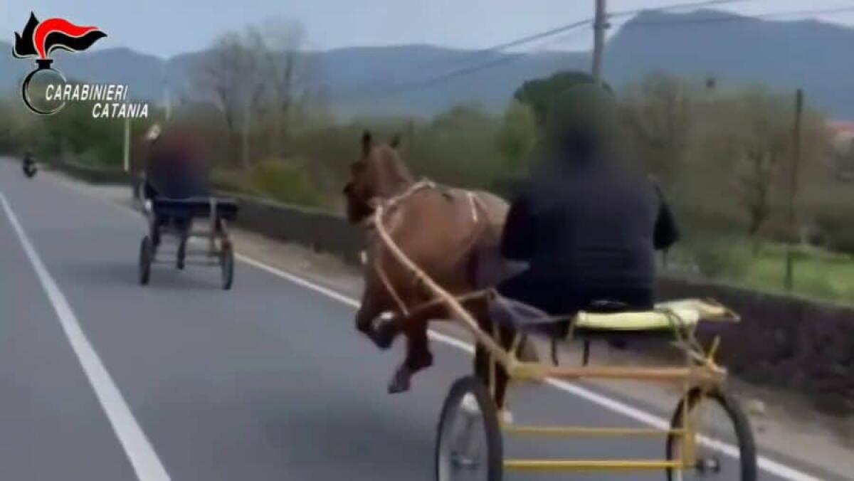 CORSA CLANDESTINA NEL CATANESE: CARABINIERI SEQUESTRANO CAVALLI E CALESSI, TRE DENUNCE - 