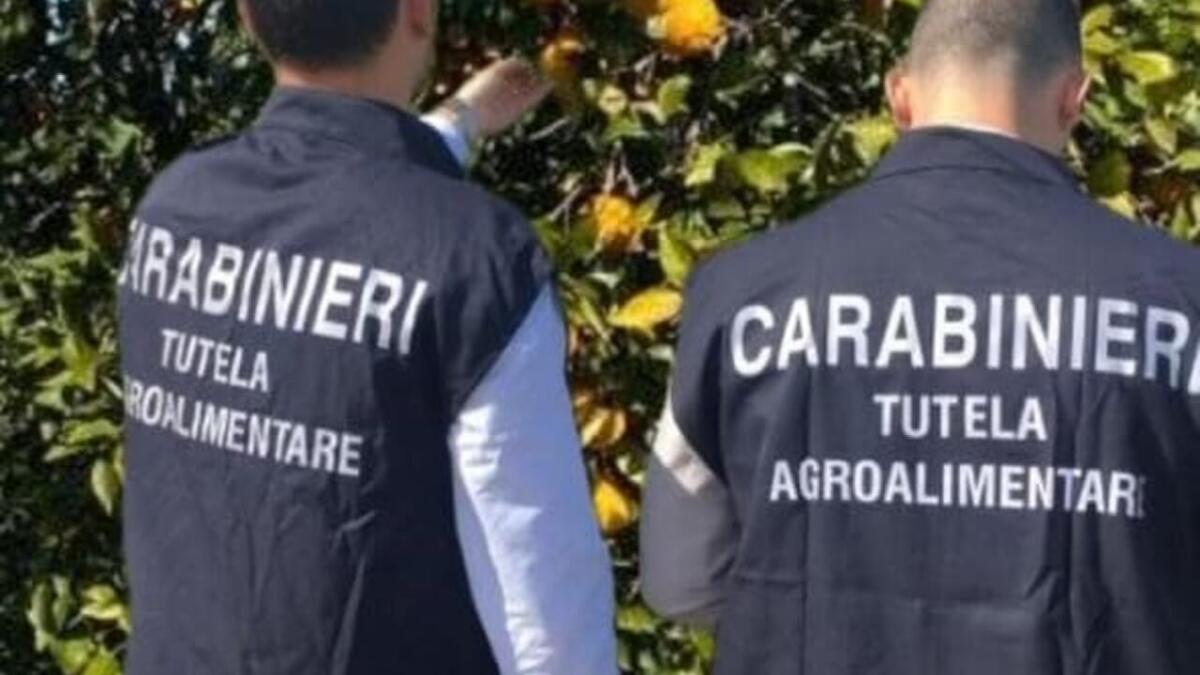 PALAGONIA, SEQUESTRATE ARANCE CON ETICHETTE IGP FALSE IN UN AZIENDA: DENUNCIATI I TITOLARI DELL’AZIENDA - 