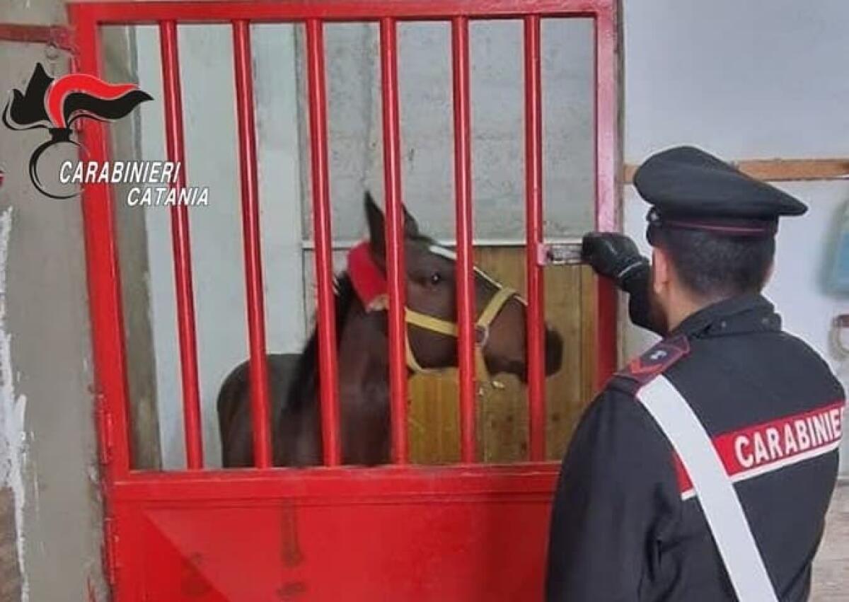 BELPASSO, SCOPERTO ALLEVAMENTO ABUSIVO DI CAVALLI E FARMACI DOPANTI: 28ENNE DENUNCIATO - 