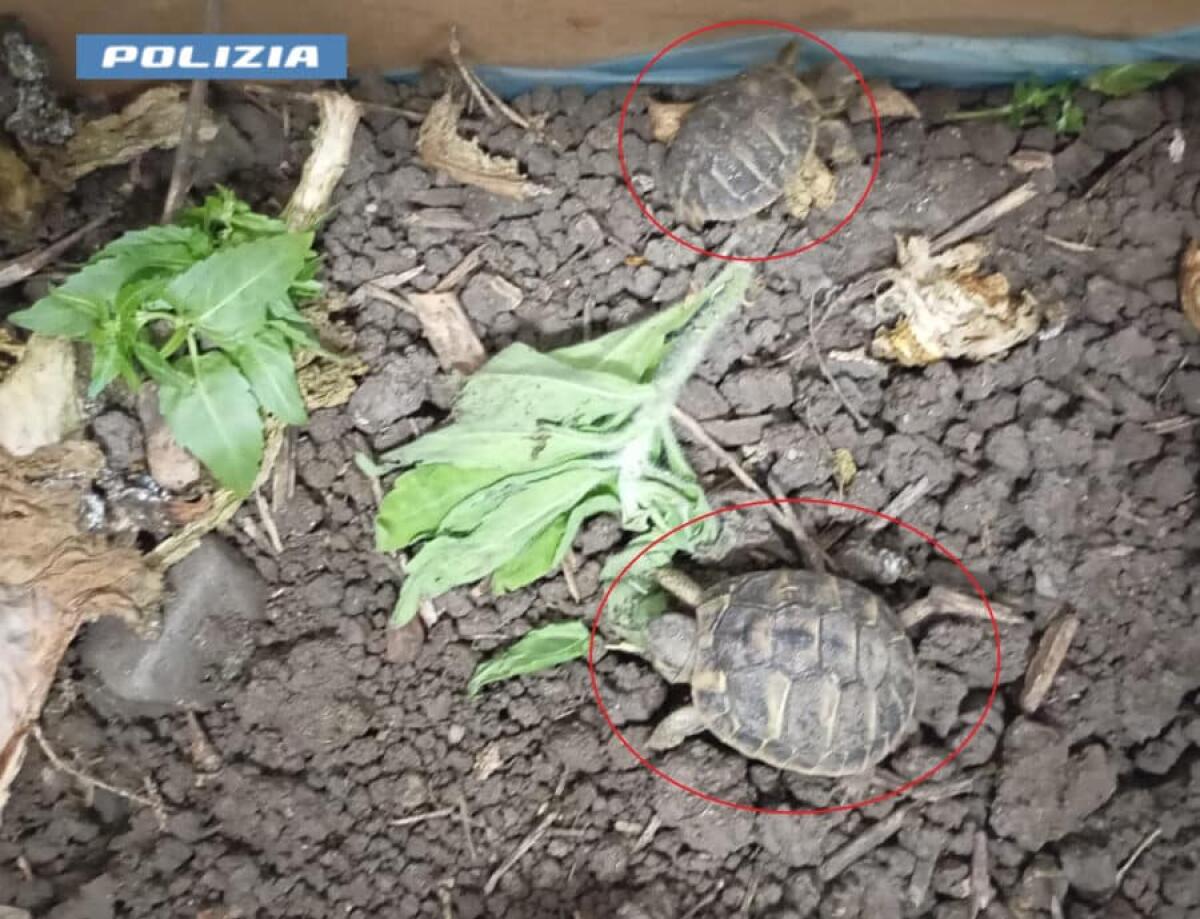 ADRANO. IN CASA AVEVANO QUASI 200 GRAMMI DI MARIJUANA E DUE TARTARUGHE DI SPECIE PROTETTA, ARRESTATI - 