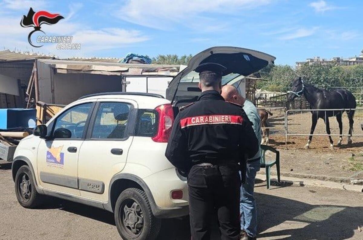 STALLA NON A NORMA A CATANIA: CARABINIERI E ASP TROVANO CAVALLI IN CONDIZIONI IRREGOLARI - 