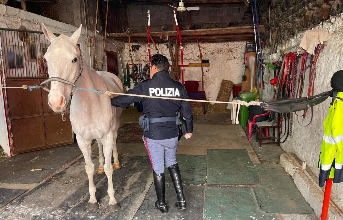 POLIZIA DI STATO SCOPRE STALLE ABUSIVE A CATANIA: CAVALLI MALNUTRITI E FARMACI DOPANTI SEQUESTRATI - 