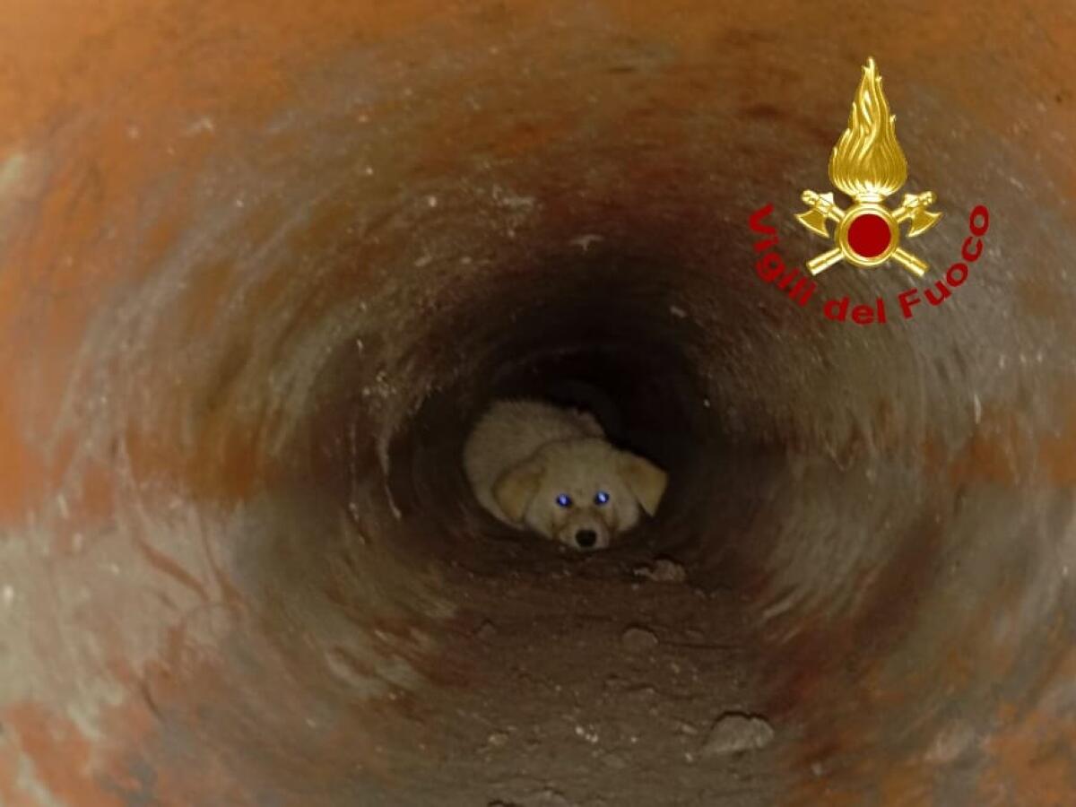 PALAGONIA, INTERVENTO DEI VIGILI DEL FUOCO: SALVATO UN CANE CADUTO IN UN POZZO - 