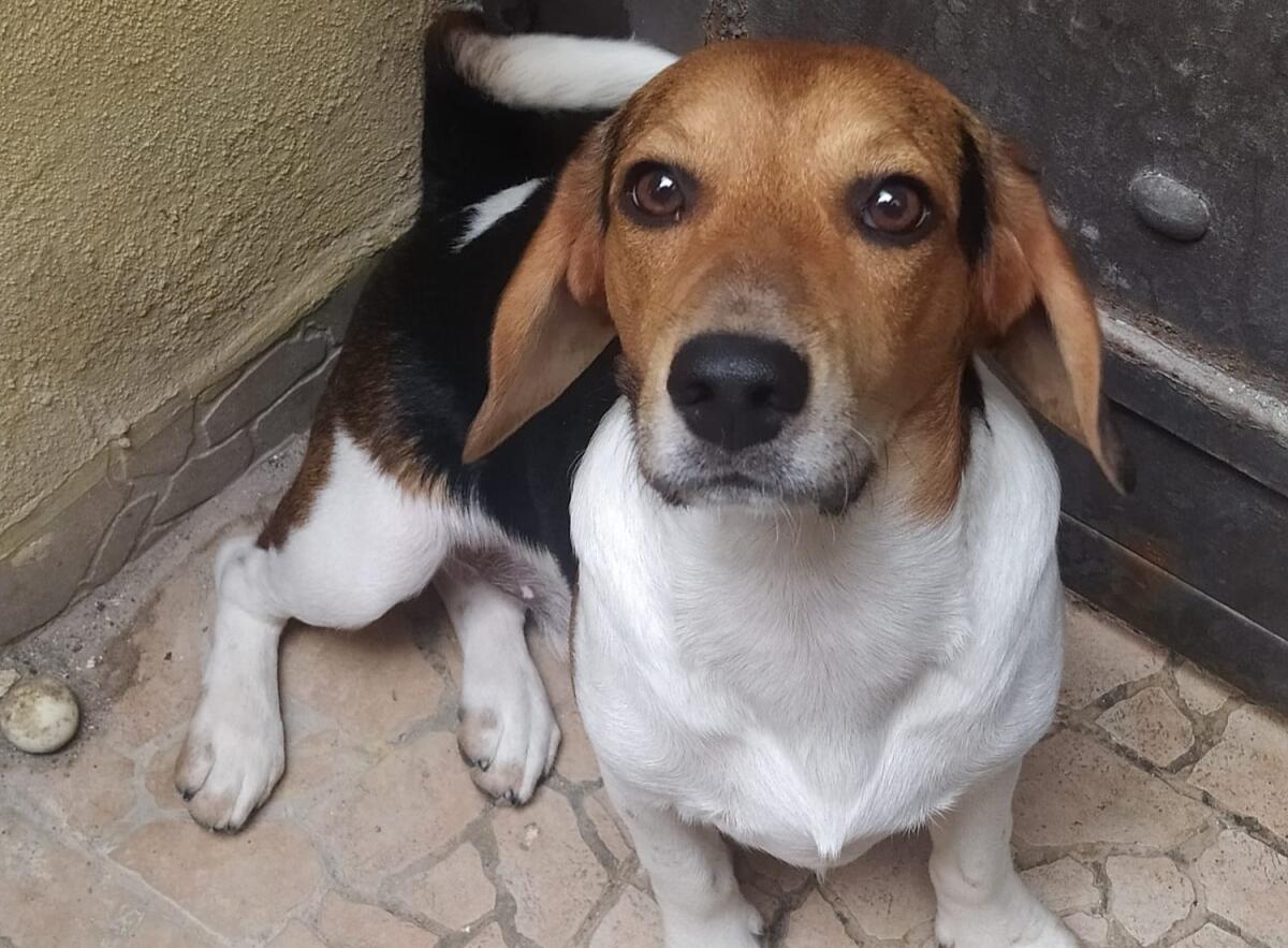 SOS ANIMALI – APPELLO PER YURI, GIOVANE BEAGLE SMARRITO - 