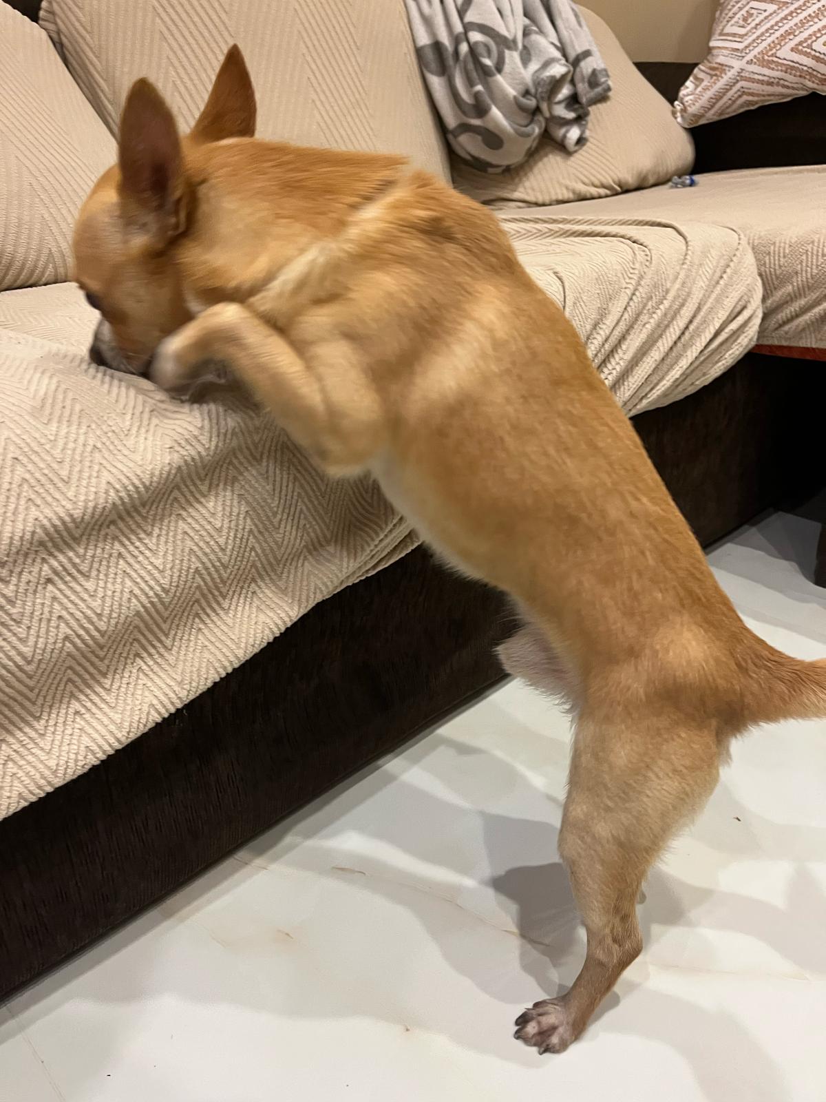 Cagnolino smarrito a Paternò: appello per ritrovare la sua famiglia