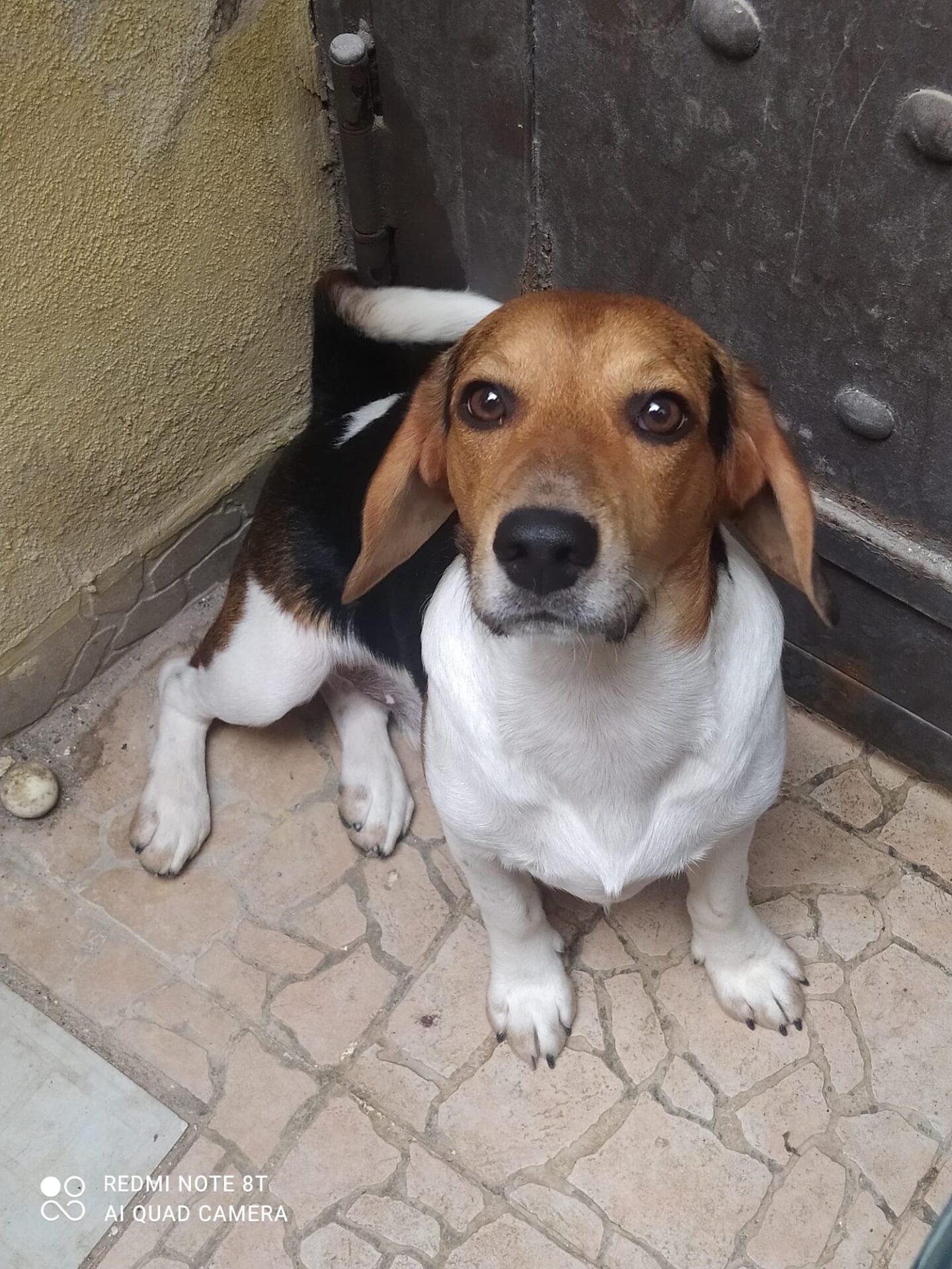 SOS ANIMALI – APPELLO PER YURI, GIOVANE BEAGLE SMARRITO