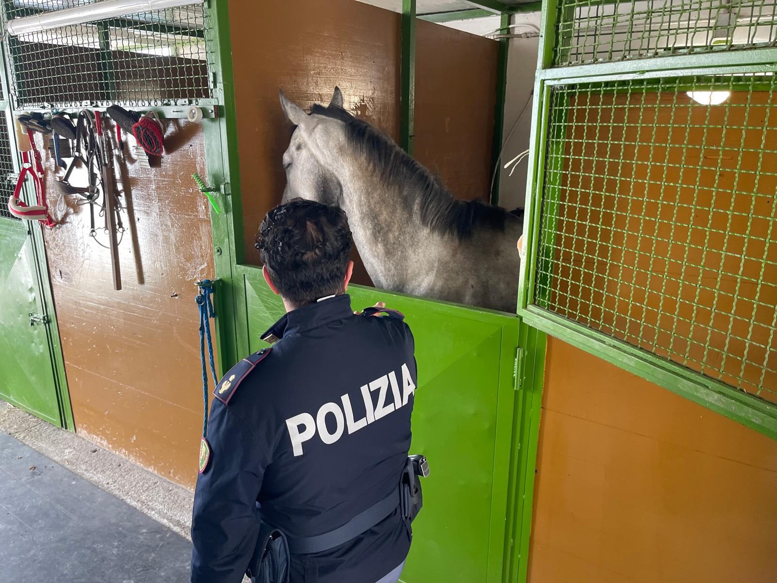POLIZIA DI STATO SCOPRE STALLE ABUSIVE A CATANIA: CAVALLI MALNUTRITI E FARMACI DOPANTI SEQUESTRATI