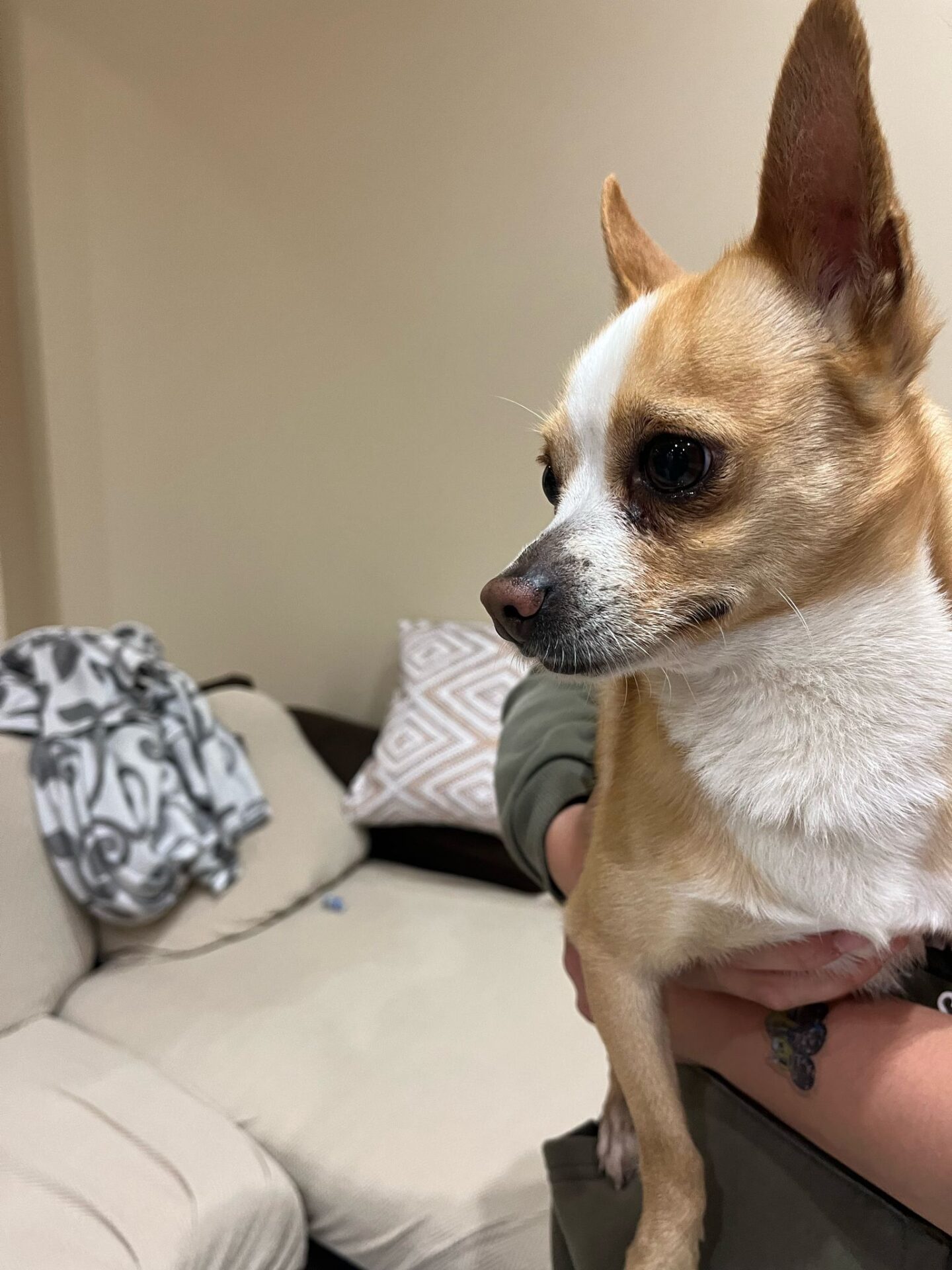 Cagnolino smarrito a Paternò: appello per ritrovare la sua famiglia