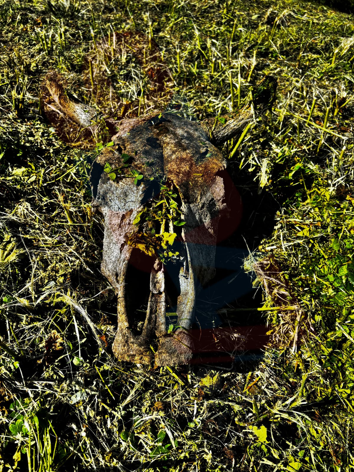 STRANO RITROVAMENTO A PATERNÒ: UN TESCHIO DI ANIMALE VICINO ALLA CHIESA DI CRISTO AL MONTE