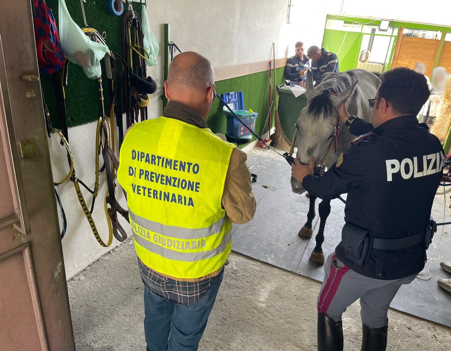POLIZIA DI STATO SCOPRE STALLE ABUSIVE A CATANIA: CAVALLI MALNUTRITI E FARMACI DOPANTI SEQUESTRATI