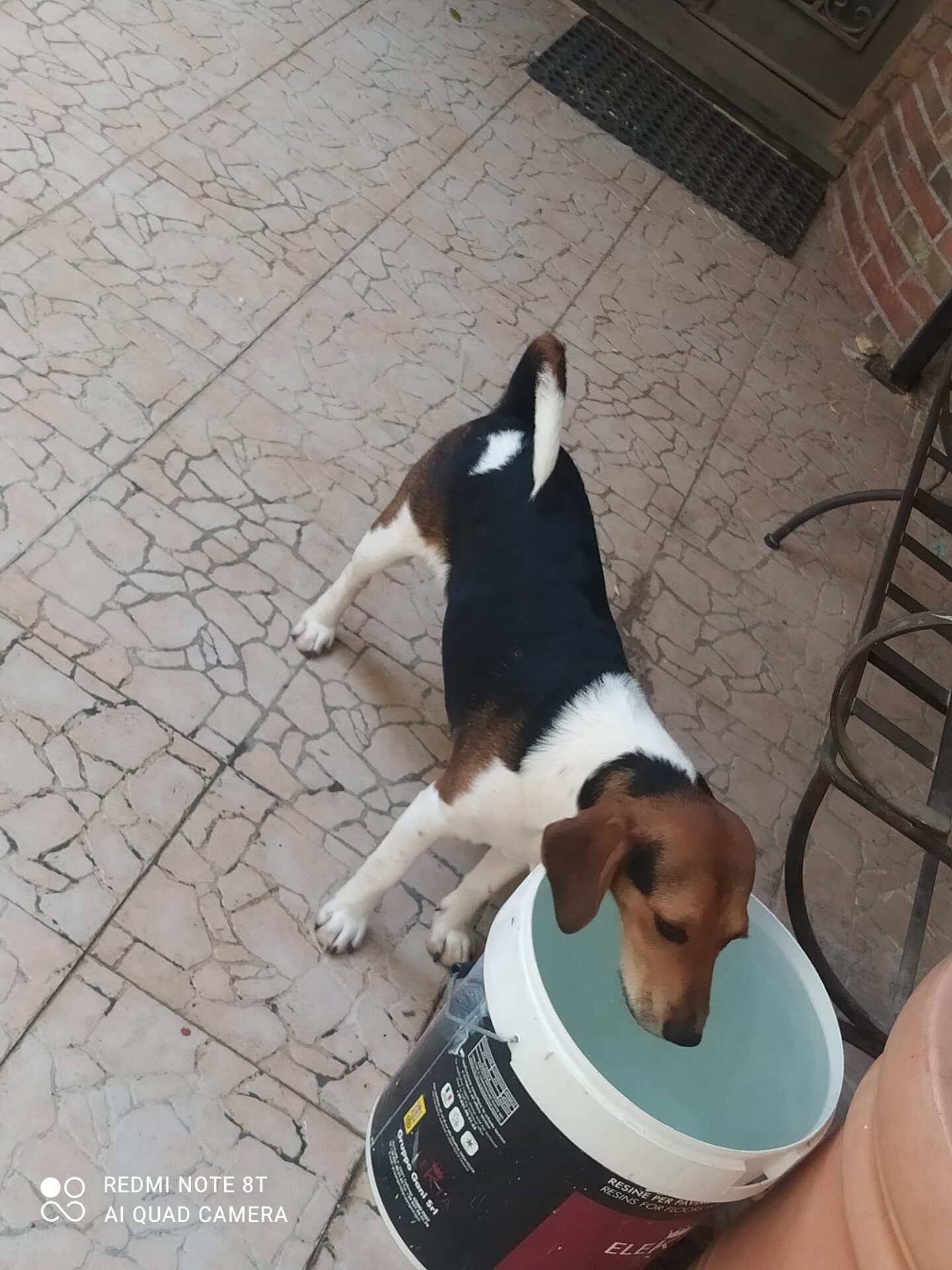SOS ANIMALI – APPELLO PER YURI, GIOVANE BEAGLE SMARRITO