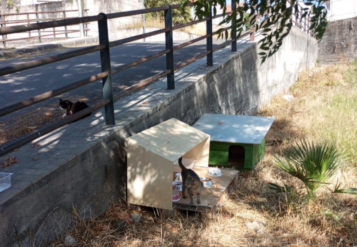 UNA DONNA, TANTI GATTI E UN QUARTIERE CHE SI UNISCE: IL CUORE DI PATERNÒ BATTE IN VIA DEI BASALTI - 