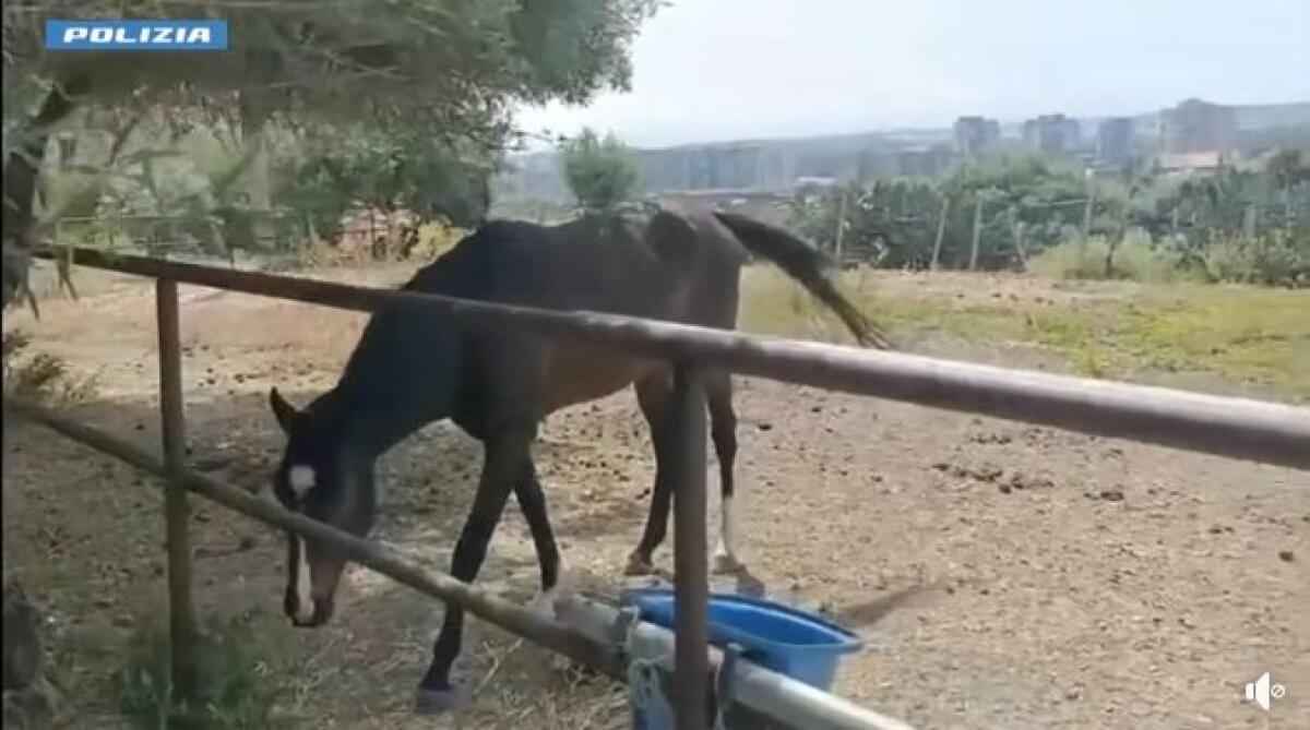 CATANIA. RECINTA SUOLO PUBBLICO E CI ALLEVA ANIMALI: MAXI MULTA E SEQUESTRO - 