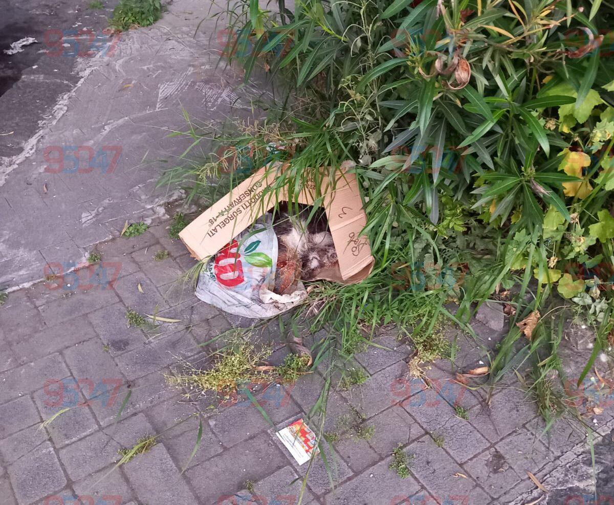 GATTO TROVATO MORTO A PATERNÒ IN VIA NAZARIO SAURO: ABBANDONATO IN UN SACCO - 