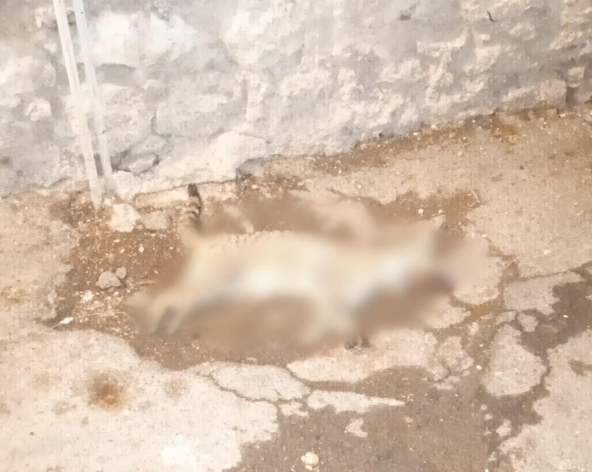 DEGRADO IN VIA IMPALLOMENI A PATERNÒ: "STRADA DIMENTICATA DA ANNI, CHIEDIAMO UN INTERVENTO URGENTE" - 