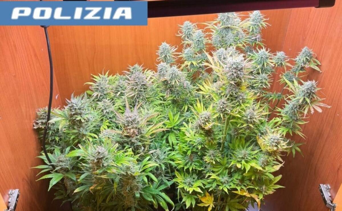 Catania, trasforma casa in serra di marijuana: arrestato 37enne - 
