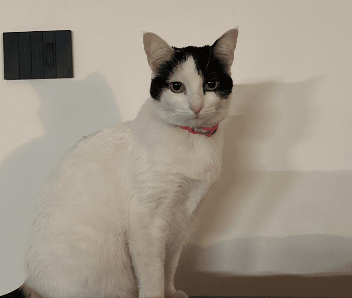 SMARRITA GATTA A PATERNÒ, APPELLO DEI PROPRIETARI: “AIUTATECI A RITROVARE NINA” - 