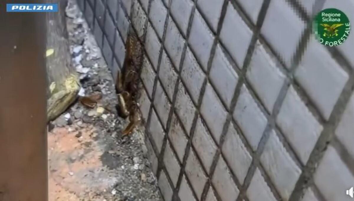 CATANIA, CARNE CON MUFFA E BLATTE: CHIUSA MACELLERIA-GASTRONOMIA IN VIA PLEBISCITO, SANZIONI OLTRE 4.000 EURO - 