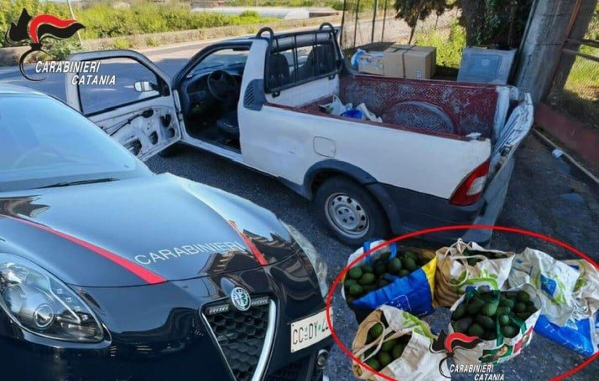 SANTA VENERINA, SORPRESI CON 150 KG DI AVOCADO RUBATI: ARRESTATI DUE LADRI - 