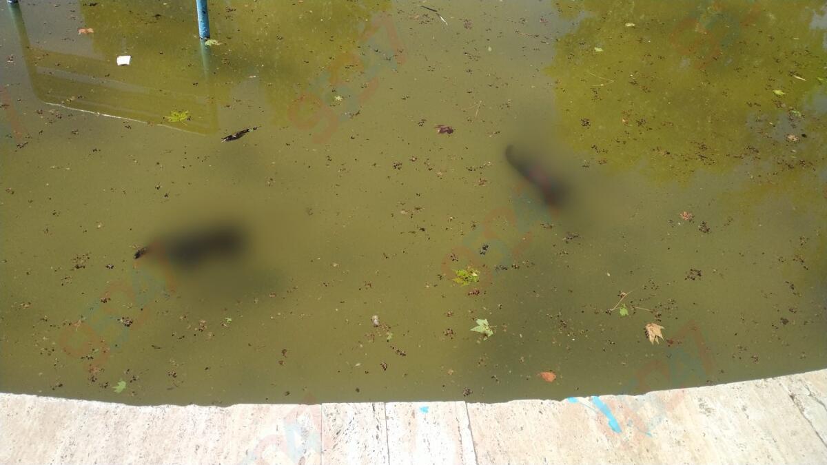 PATERNÒ, I VANDALI TORNANO A COLPIRE: DUE GATTINI TROVATI MORTI NELLA FONTANA DELLA VILLA COMUNALE - 