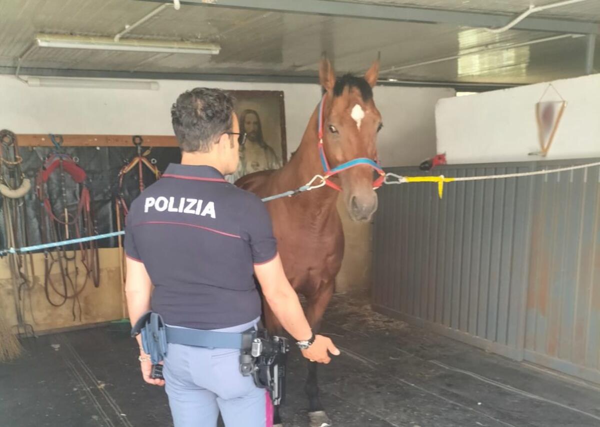 CATANIA. Controlli in una stalla, trovato un cavallo tenuto in spazi non idonei: sanzioni - 