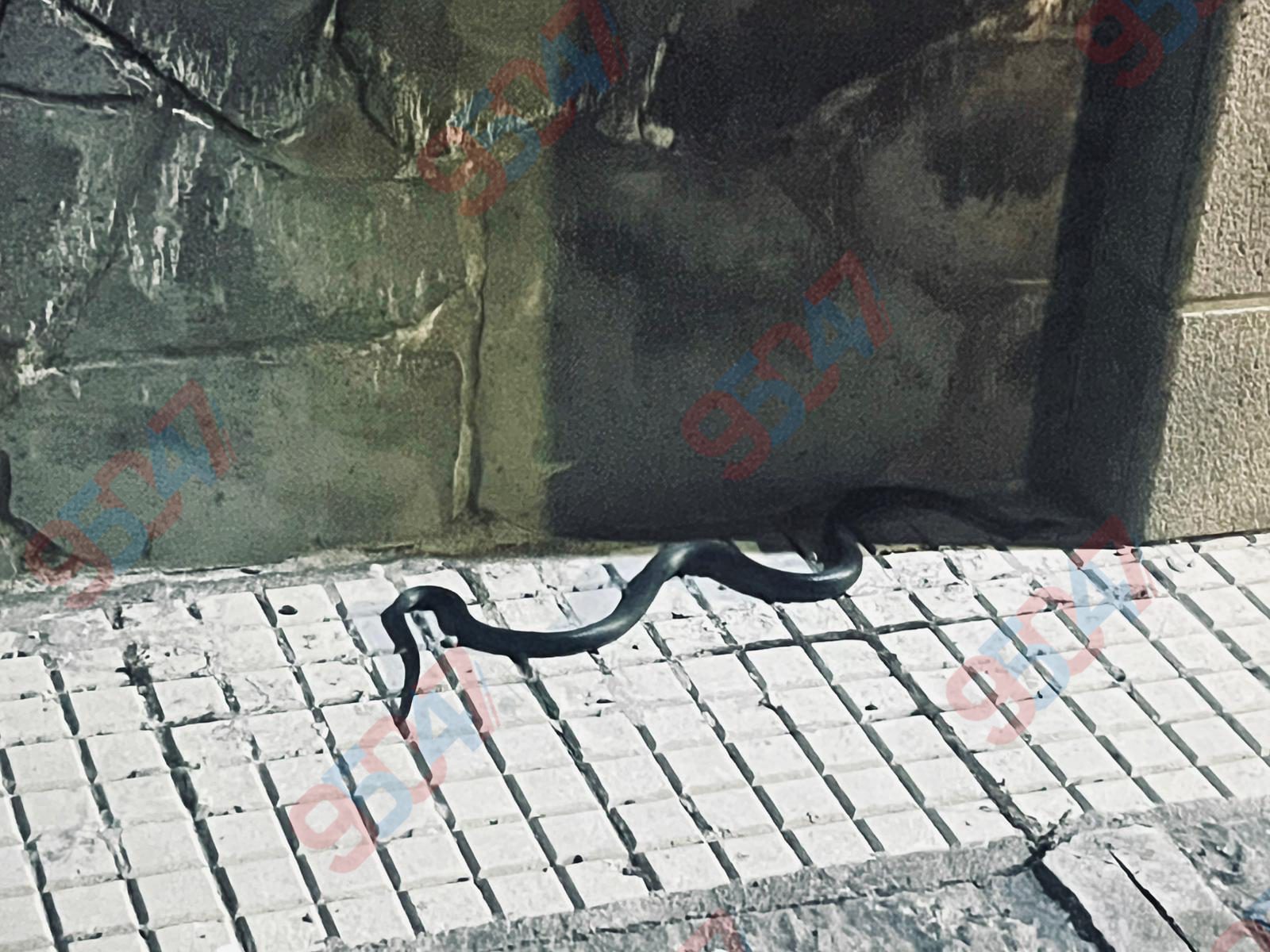PATERNÒ, SEGNALAZIONE DI UN SERPENTE IN VIA MARCO POLO: PROBABILE BISCIA NERA