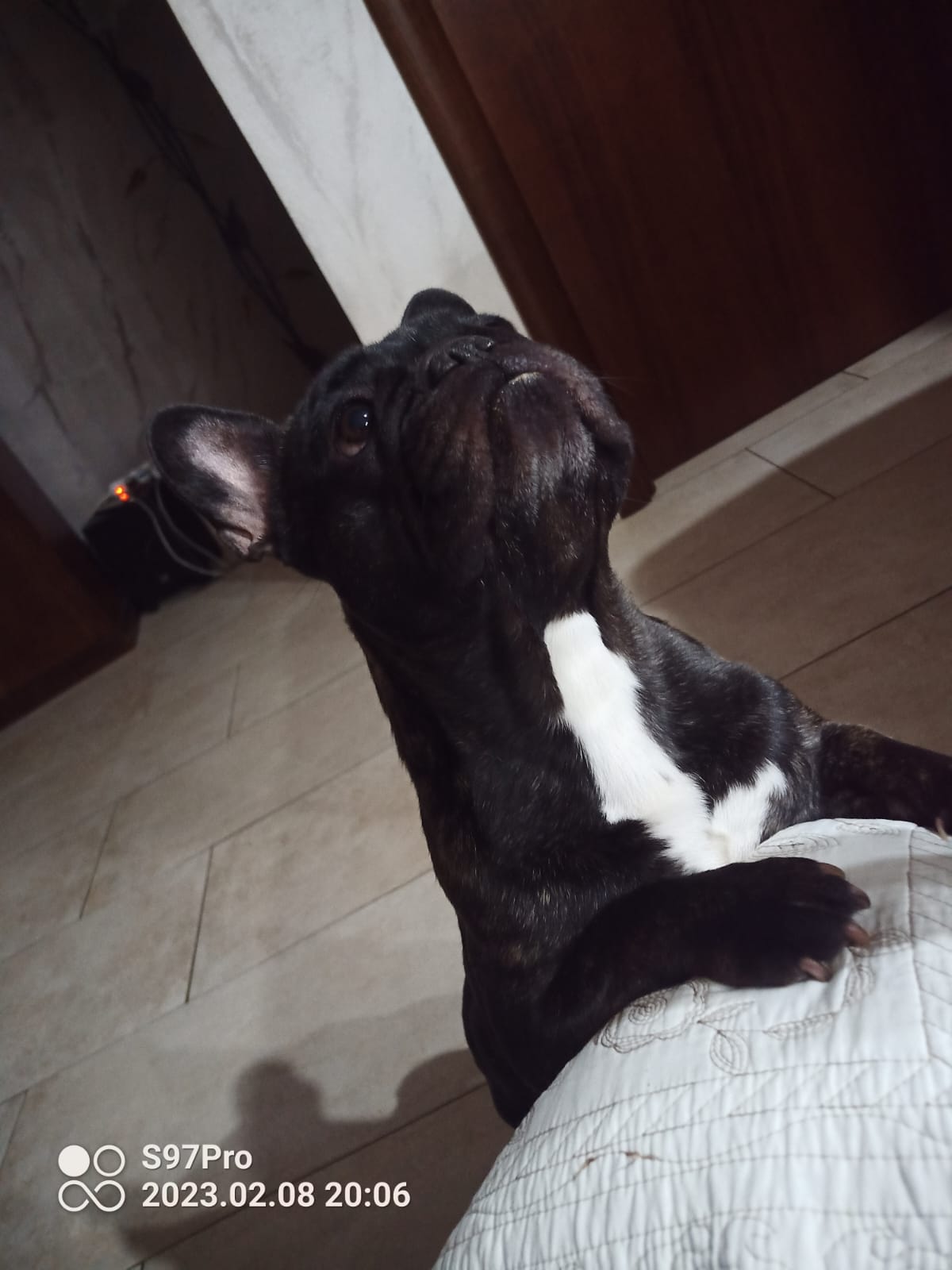 Cane smarrito in Contrada Schettino: appello per una bulldog francese