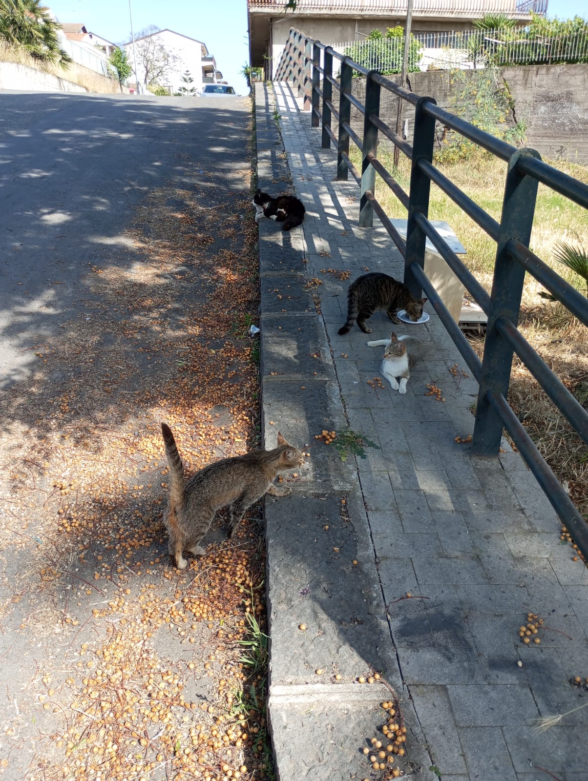 UNA DONNA, TANTI GATTI E UN QUARTIERE CHE SI UNISCE: IL CUORE DI PATERNÒ BATTE IN VIA DEI BASALTI