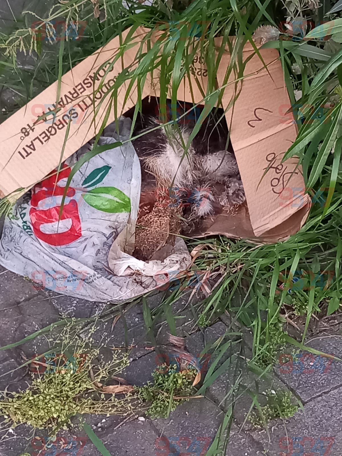 GATTO TROVATO MORTO A PATERNÒ IN VIA NAZARIO SAURO: ABBANDONATO IN UN SACCO