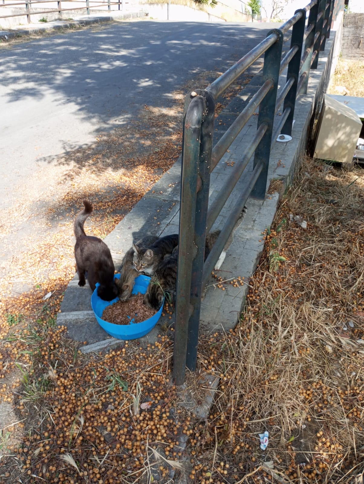 UNA DONNA, TANTI GATTI E UN QUARTIERE CHE SI UNISCE: IL CUORE DI PATERNÒ BATTE IN VIA DEI BASALTI