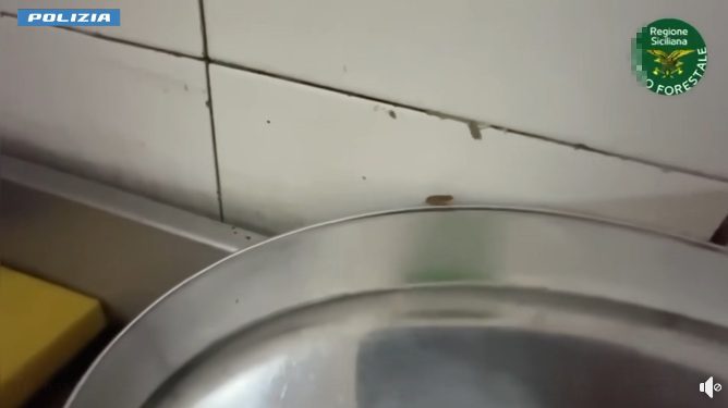 CATANIA, CARNE CON MUFFA E BLATTE: CHIUSA MACELLERIA-GASTRONOMIA IN VIA PLEBISCITO, SANZIONI OLTRE 4.000 EURO