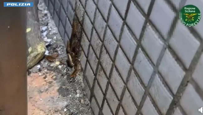 CATANIA, CARNE CON MUFFA E BLATTE: CHIUSA MACELLERIA-GASTRONOMIA IN VIA PLEBISCITO, SANZIONI OLTRE 4.000 EURO