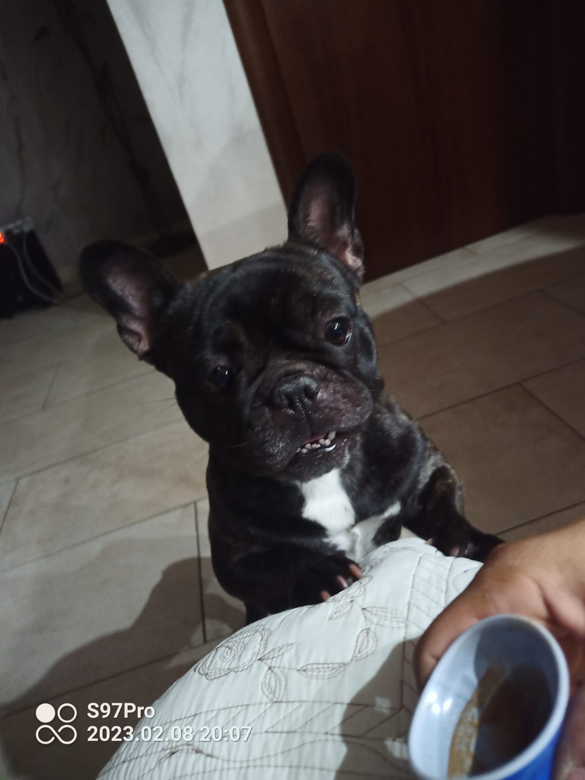 Cane smarrito in Contrada Schettino: appello per una bulldog francese