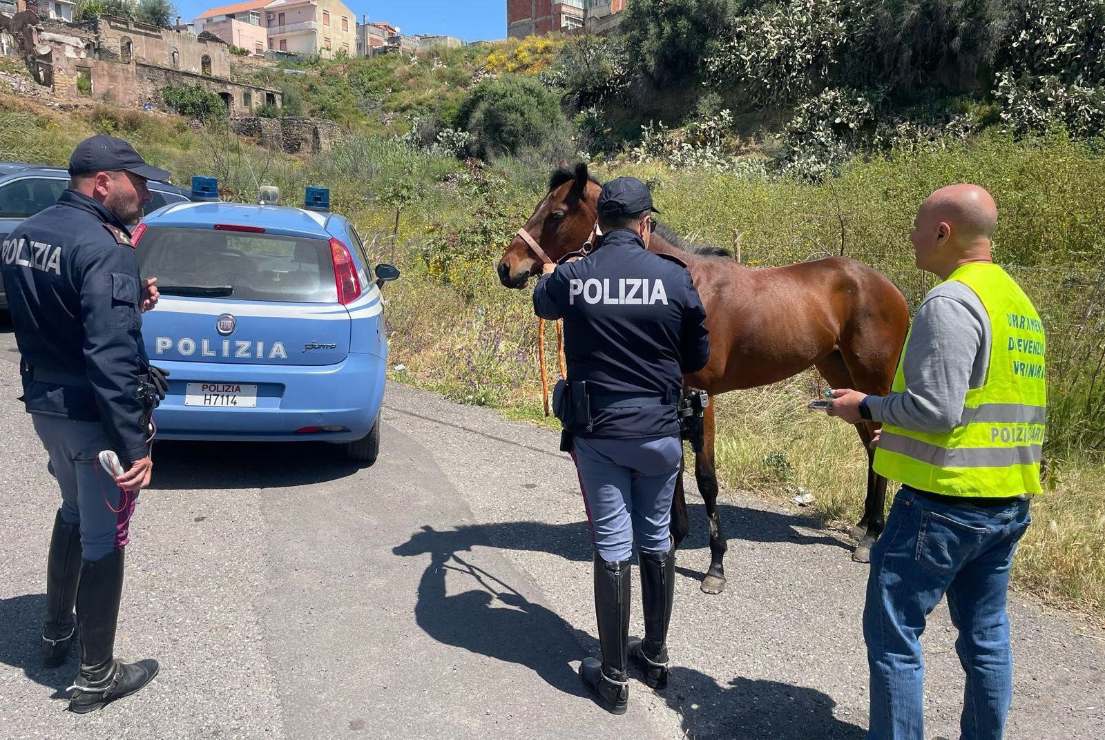 CATANIA. POLIZIA DI STATO SEQUESTRA CAVALLA MUTILATA DESTINATA ALLE CORSE CLANDESTINE: TROVATA IN UN RECINTO DI FILO SPINATO