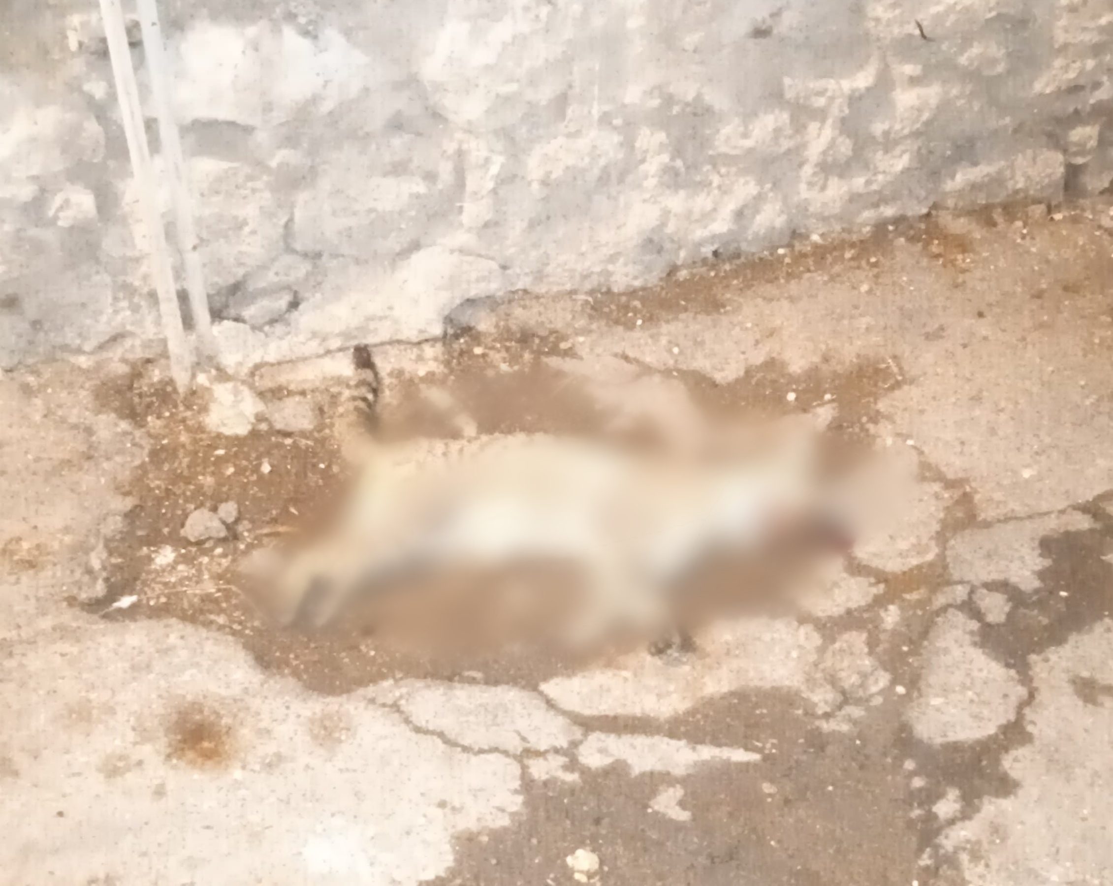 DEGRADO IN VIA IMPALLOMENI A PATERNÒ: "STRADA DIMENTICATA DA ANNI, CHIEDIAMO UN INTERVENTO URGENTE"