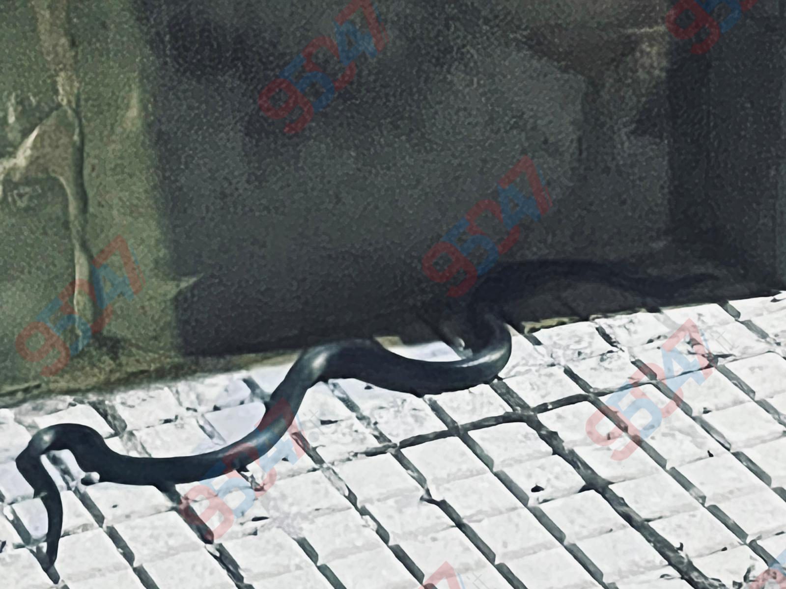 PATERNÒ, SEGNALAZIONE DI UN SERPENTE IN VIA MARCO POLO: PROBABILE BISCIA NERA